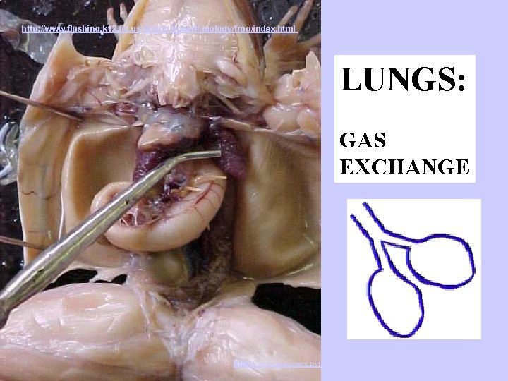 http: //www. flushing. k 12. mi. us/srhigh/tippettl/biology/frog/index. html LUNGS: GAS EXCHANGE http: //www. stclement.