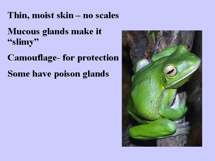 Thin, moist skin – no scales Mucous glands make it “slimy” Camouflage- for protection