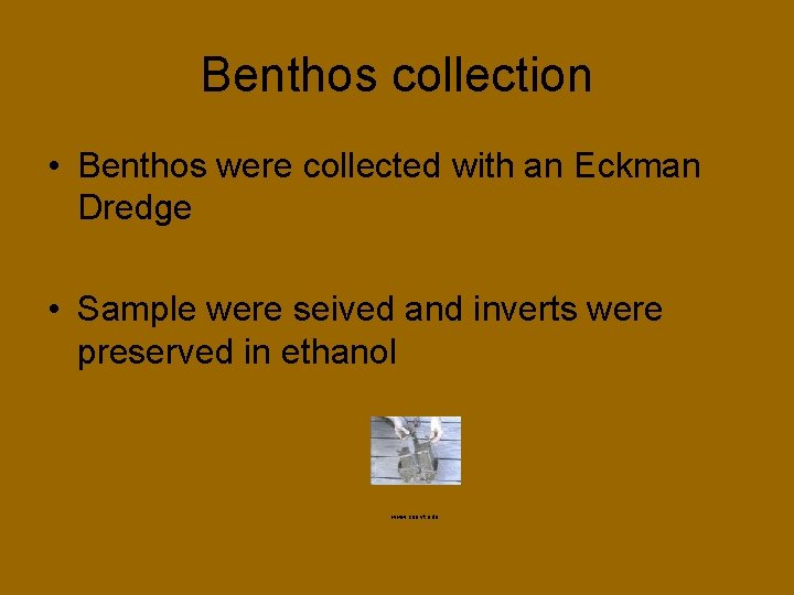 Benthos collection • Benthos were collected with an Eckman Dredge • Sample were seived