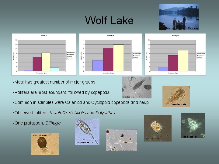 Wolf Lake www. fieldmuseum. org/. . . /images/wolflake_lg. jpg • Meta has greatest number