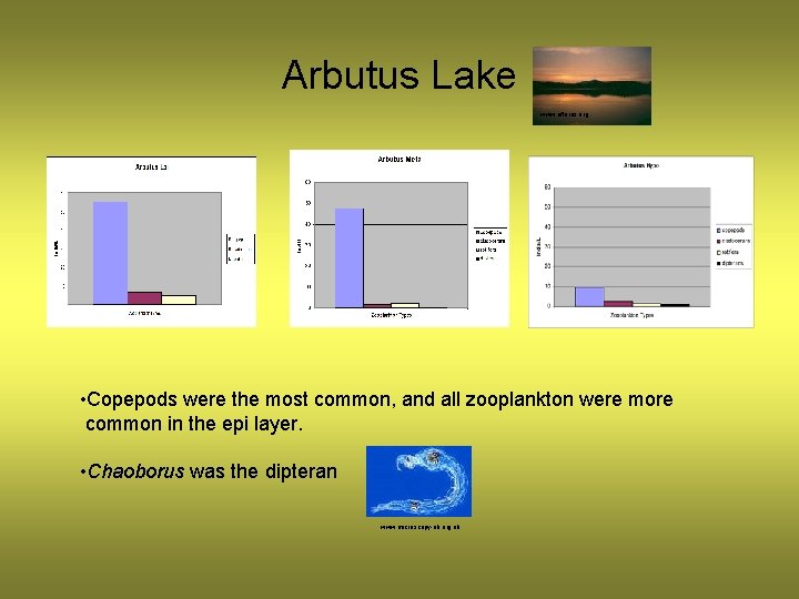 Arbutus Lake www. efloras. org • Copepods were the most common, and all zooplankton