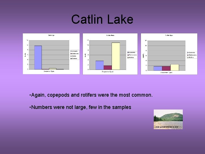 Catlin Lake • Again, copepods and rotifers were the most common. • Numbers were