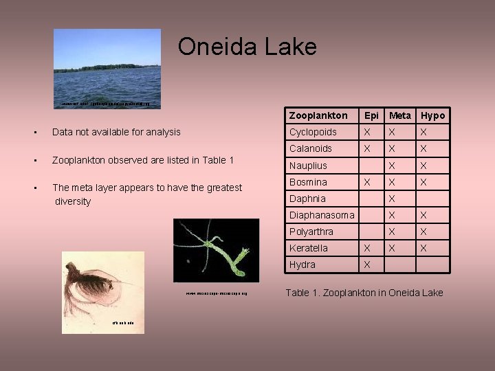 Oneida Lake www. esf. edu/. . . /gallery/oneida/xingye 3 small. jpg • Data not