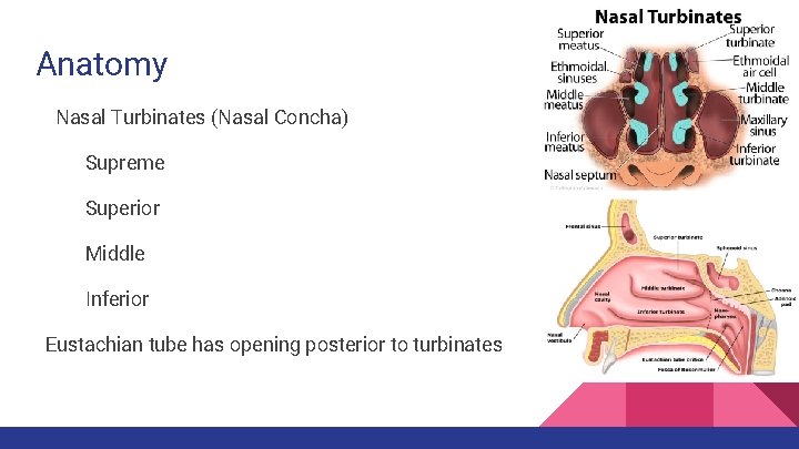 Anatomy Nasal Turbinates (Nasal Concha) Supreme Superior Middle Inferior Eustachian tube has opening posterior Anatomy Nasal Turbinates (Nasal Concha) Supreme Superior Middle Inferior Eustachian tube has opening posterior