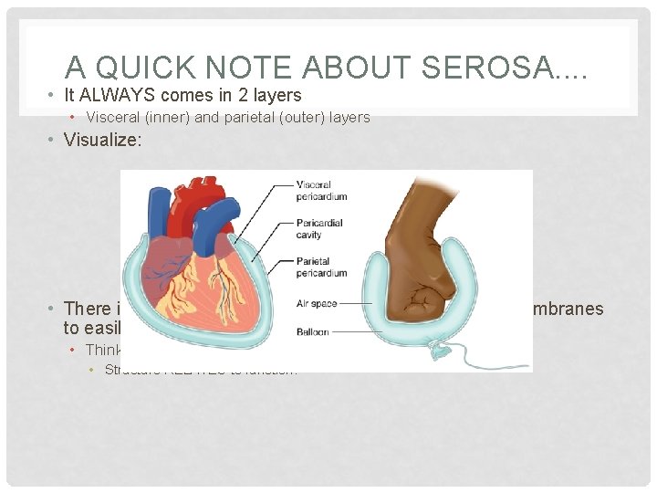 A QUICK NOTE ABOUT SEROSA. . • It ALWAYS comes in 2 layers •