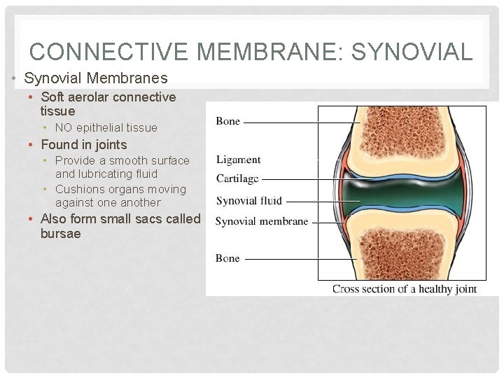 CONNECTIVE MEMBRANE: SYNOVIAL • Synovial Membranes • Soft aerolar connective tissue • NO epithelial