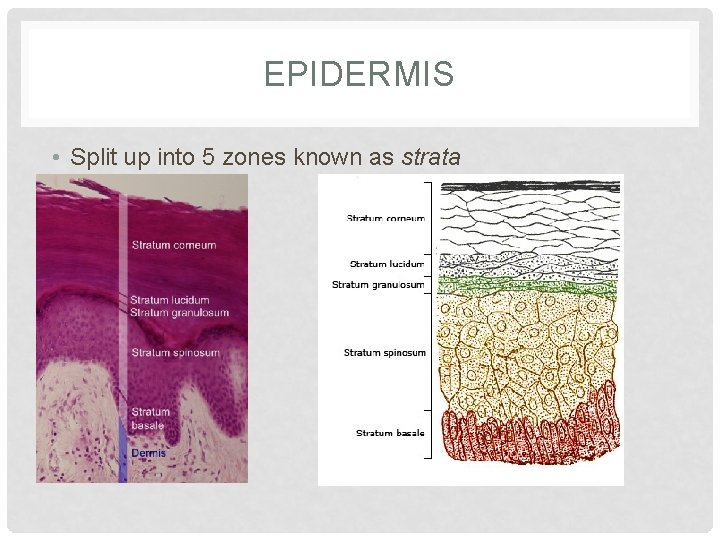 EPIDERMIS • Split up into 5 zones known as strata 