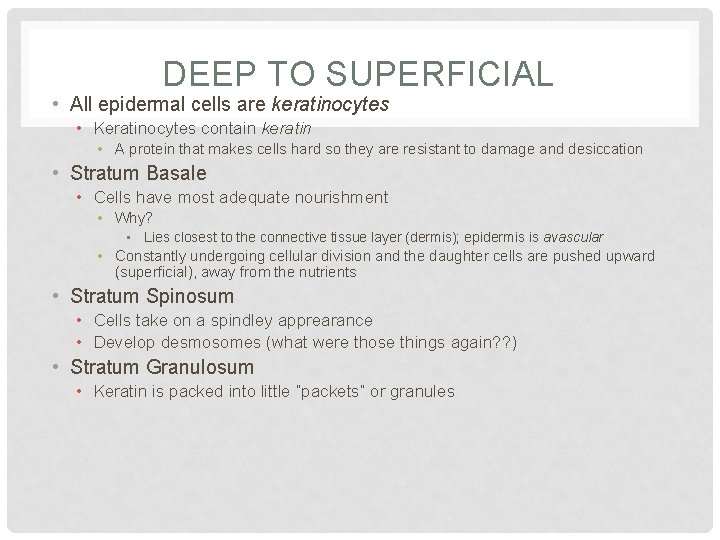 DEEP TO SUPERFICIAL • All epidermal cells are keratinocytes • Keratinocytes contain keratin •