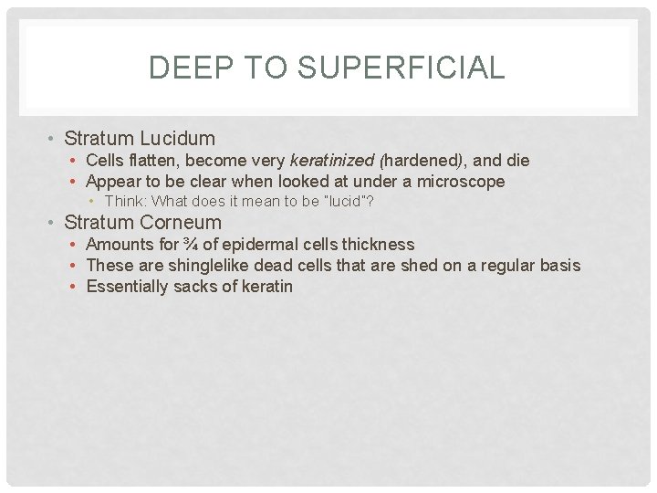 DEEP TO SUPERFICIAL • Stratum Lucidum • Cells flatten, become very keratinized (hardened), and