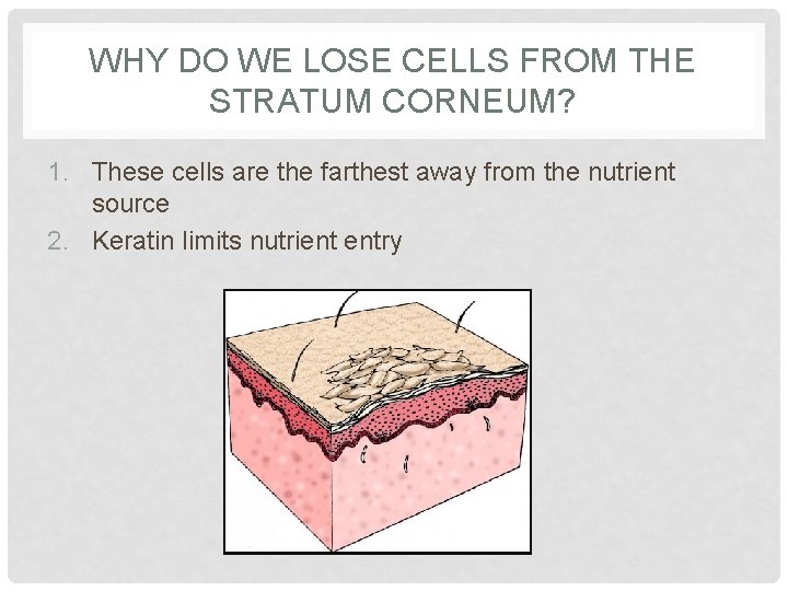 WHY DO WE LOSE CELLS FROM THE STRATUM CORNEUM? 1. These cells are the