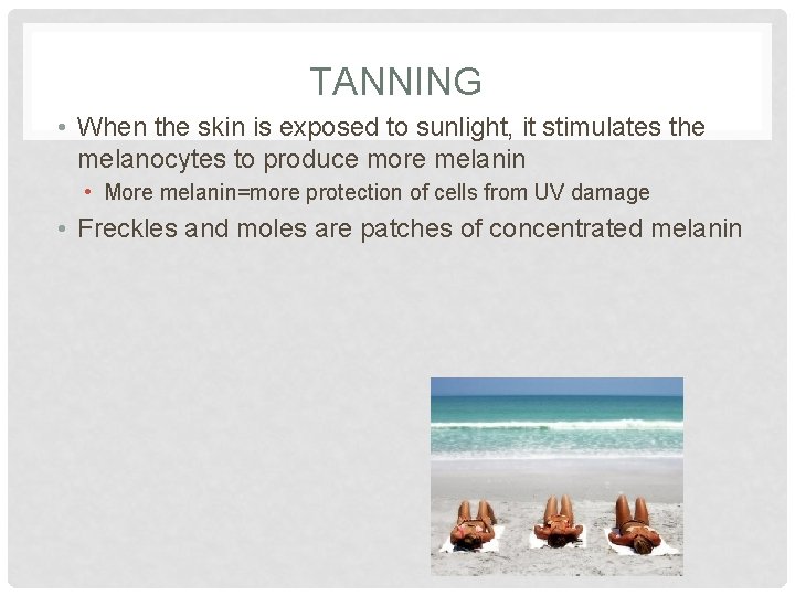 TANNING • When the skin is exposed to sunlight, it stimulates the melanocytes to