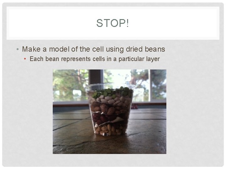 STOP! • Make a model of the cell using dried beans • Each bean