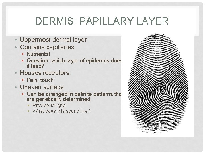 DERMIS: PAPILLARY LAYER • Uppermost dermal layer • Contains capillaries • Nutrients! • Question: