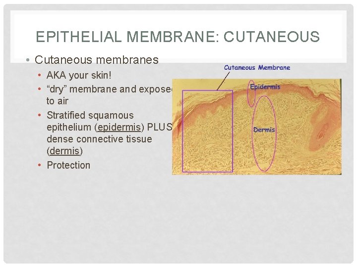 EPITHELIAL MEMBRANE: CUTANEOUS • Cutaneous membranes • AKA your skin! • “dry” membrane and
