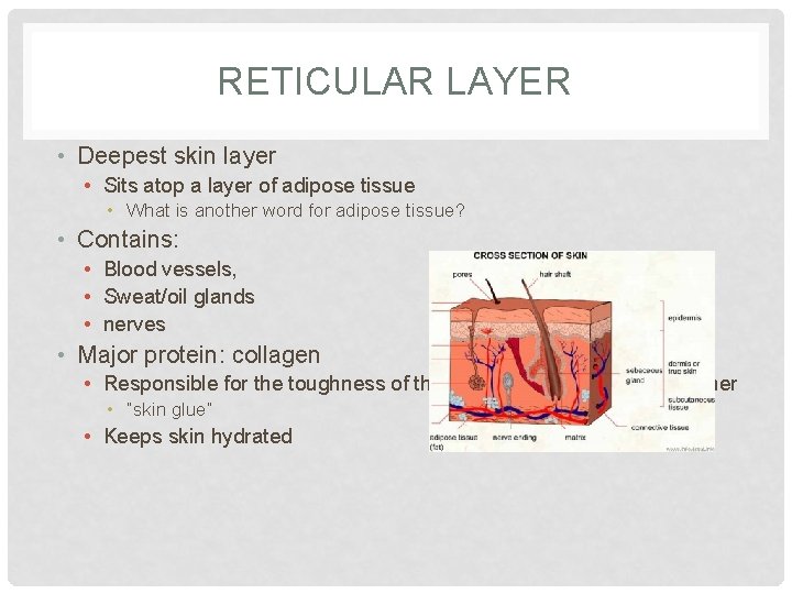 RETICULAR LAYER • Deepest skin layer • Sits atop a layer of adipose tissue