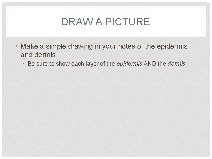 DRAW A PICTURE • Make a simple drawing in your notes of the epidermis