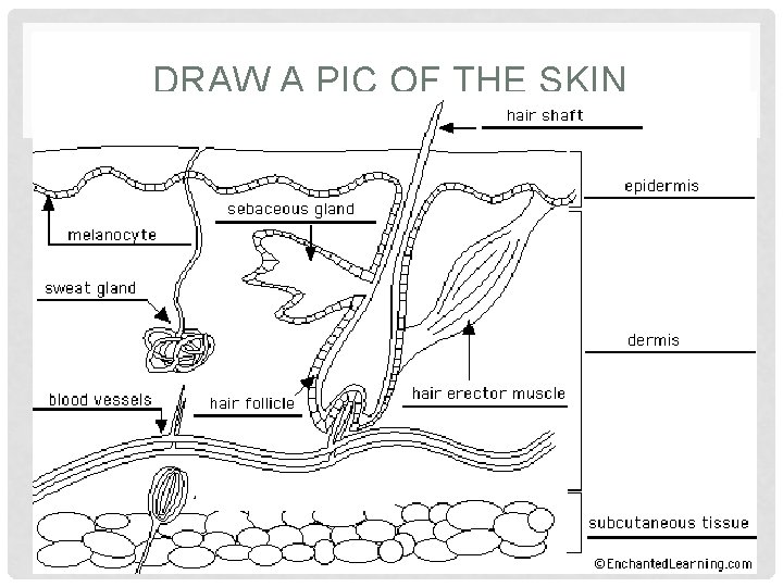 DRAW A PIC OF THE SKIN 