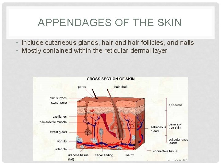APPENDAGES OF THE SKIN • Include cutaneous glands, hair and hair follicles, and nails
