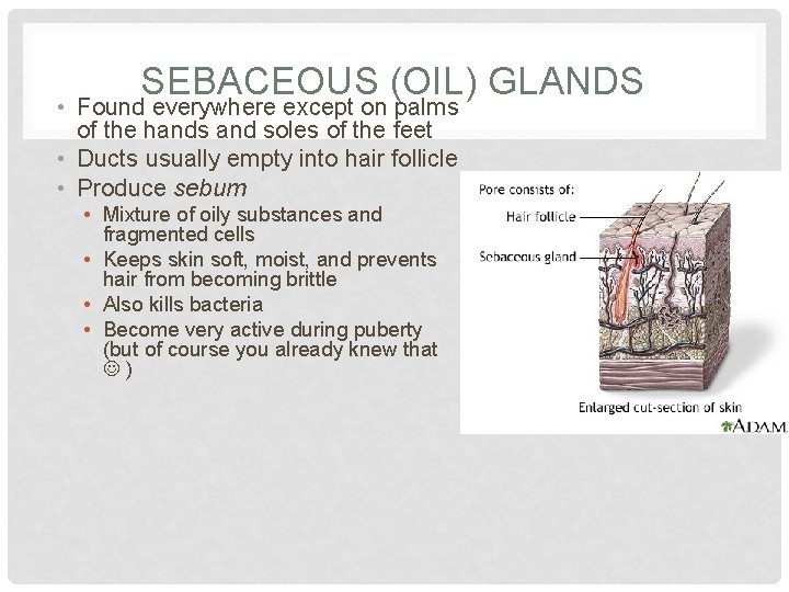 SEBACEOUS (OIL) GLANDS • Found everywhere except on palms of the hands and soles