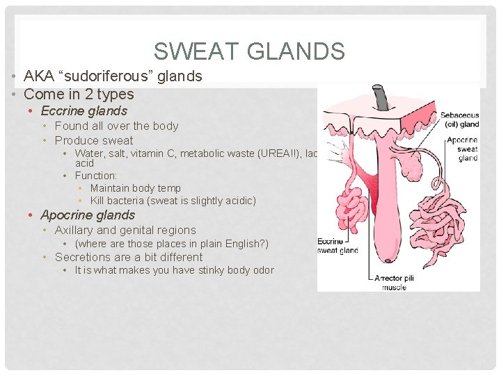 SWEAT GLANDS • AKA “sudoriferous” glands • Come in 2 types • Eccrine glands