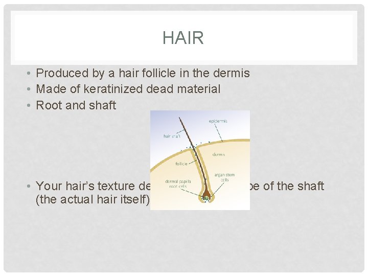 HAIR • Produced by a hair follicle in the dermis • Made of keratinized