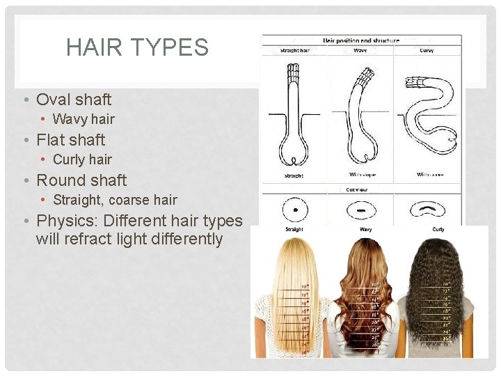 HAIR TYPES • Oval shaft • Wavy hair • Flat shaft • Curly hair