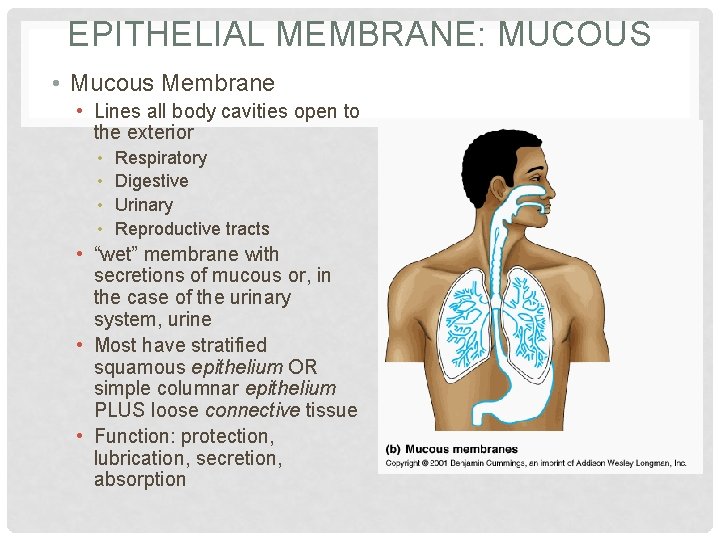 EPITHELIAL MEMBRANE: MUCOUS • Mucous Membrane • Lines all body cavities open to the