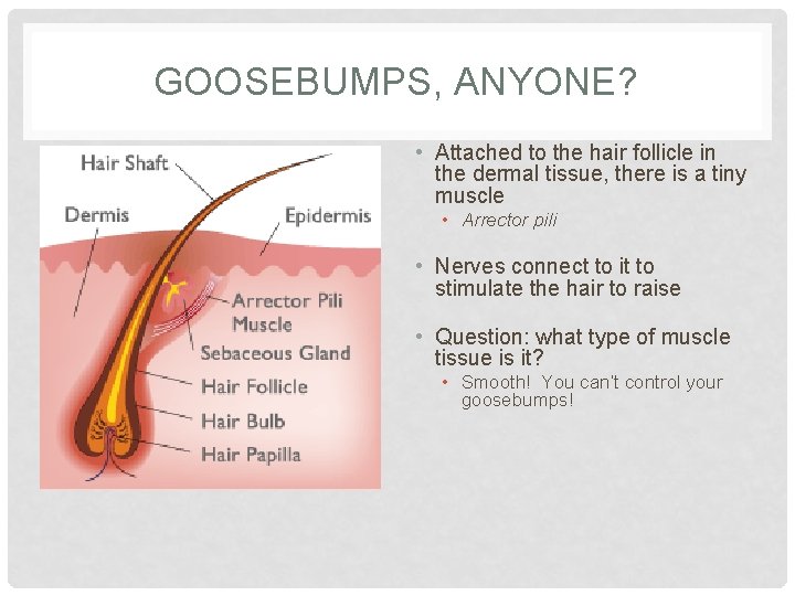 GOOSEBUMPS, ANYONE? • Attached to the hair follicle in the dermal tissue, there is