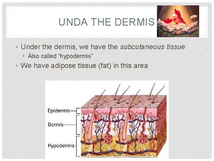 UNDA THE DERMIS • Under the dermis, we have the subcutaneous tissue • Also