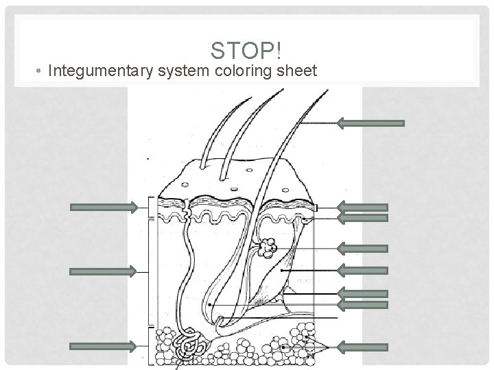 STOP! • Integumentary system coloring sheet 