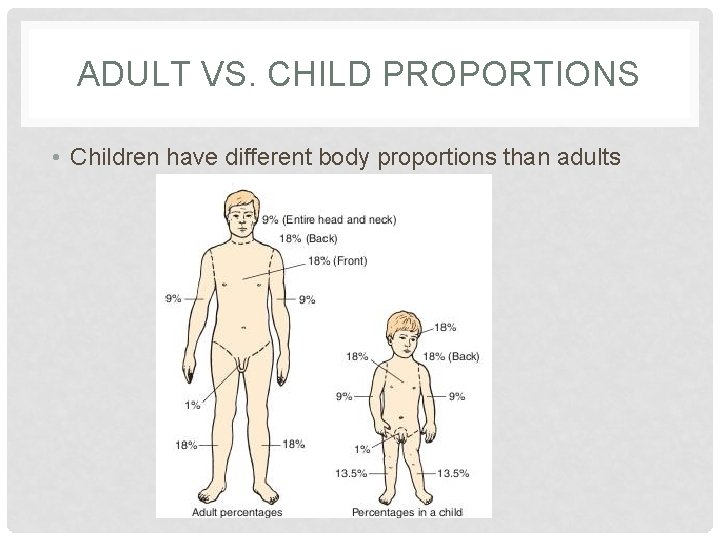 ADULT VS. CHILD PROPORTIONS • Children have different body proportions than adults 