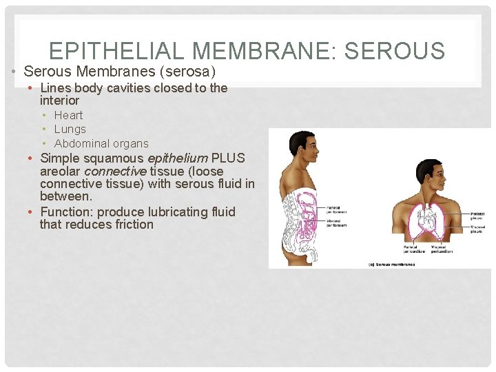 EPITHELIAL MEMBRANE: SEROUS • Serous Membranes (serosa) • Lines body cavities closed to the