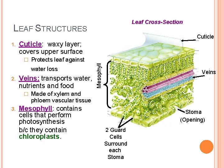 Leaf Cross-Section LEAF STRUCTURES Cuticle: waxy layer; covers upper surface � Protects leaf against