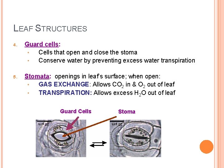LEAF STRUCTURES 4. Guard cells: • Cells that open and close the stoma •