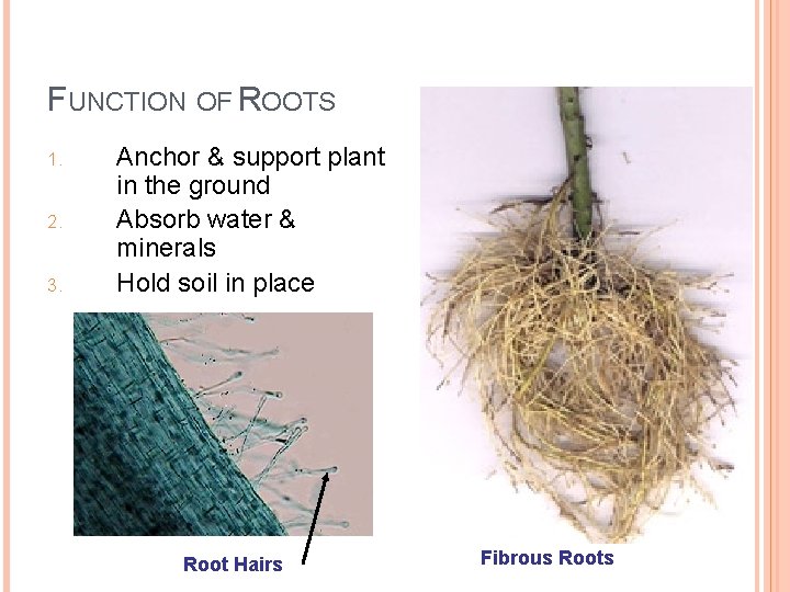 FUNCTION OF ROOTS 1. 2. 3. Anchor & support plant in the ground Absorb
