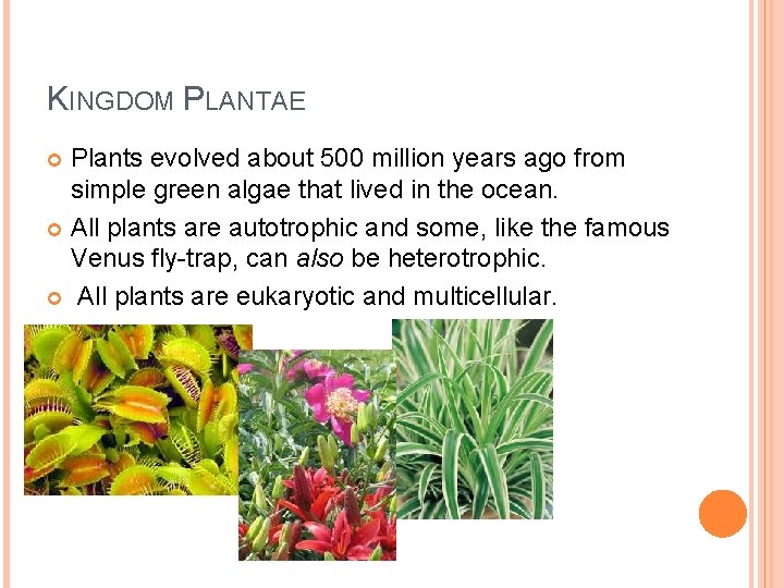 KINGDOM PLANTAE Plants evolved about 500 million years ago from simple green algae that