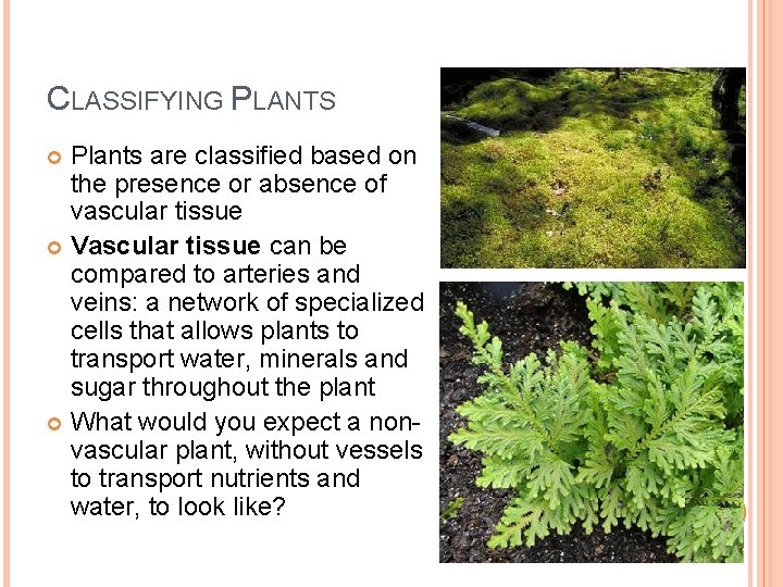 CLASSIFYING PLANTS Plants are classified based on the presence or absence of vascular tissue
