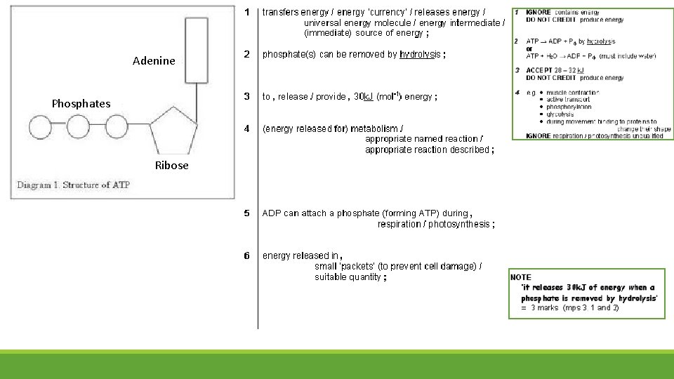 Adenine Phosphates Ribose Adenine Phosphates Ribose