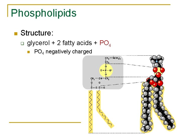 Phospholipids n Structure: q glycerol + 2 fatty acids + PO 4 n AP