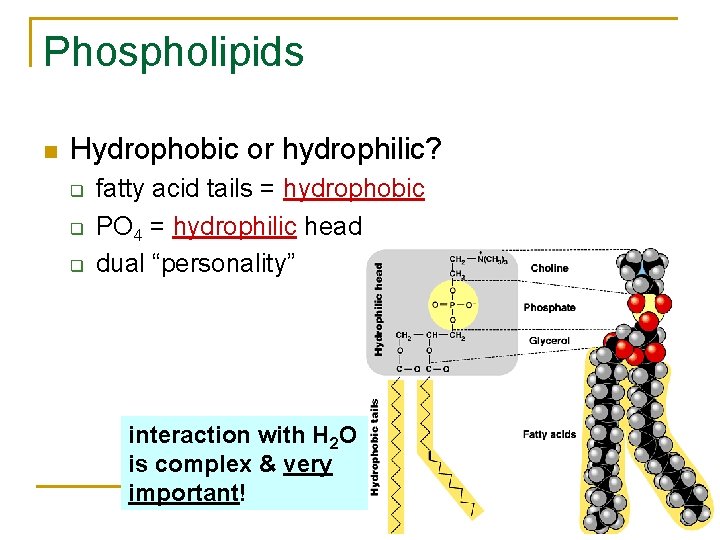 Phospholipids n Hydrophobic or hydrophilic? q q q fatty acid tails = hydrophobic PO
