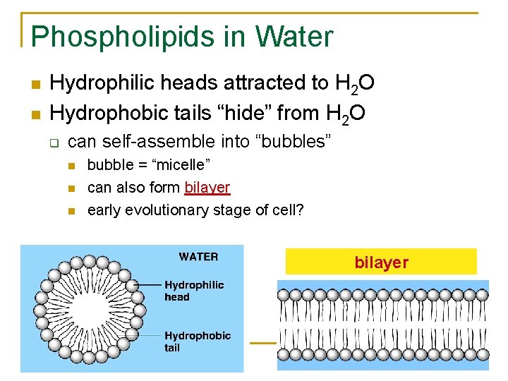 Phospholipids in Water n n Hydrophilic heads attracted to H 2 O Hydrophobic tails