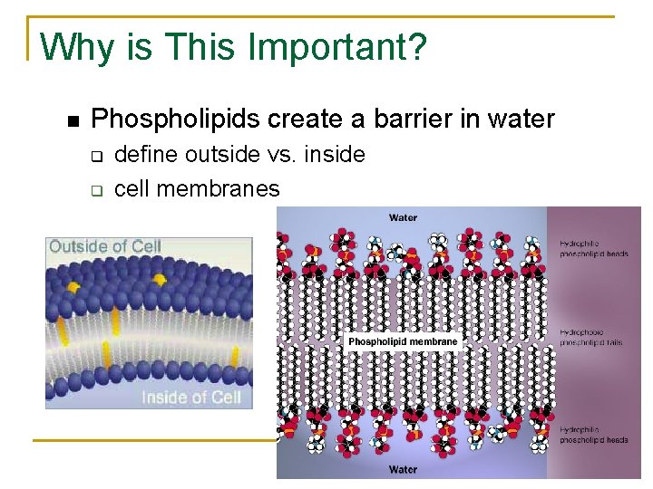 Why is This Important? n Phospholipids create a barrier in water q q AP