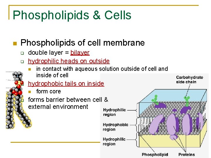 Phospholipids & Cells n Phospholipids of cell membrane q q double layer = bilayer