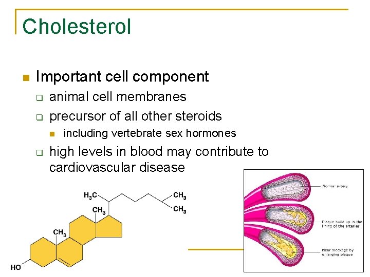 Cholesterol n Important cell component q q animal cell membranes precursor of all other
