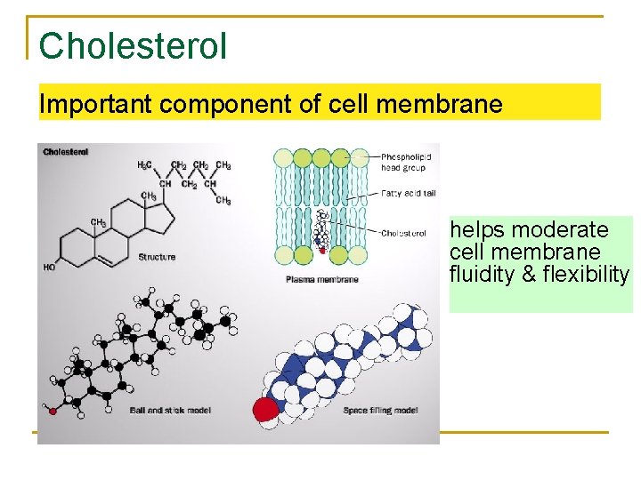 Cholesterol Important component of cell membrane helps moderate cell membrane fluidity & flexibility AP