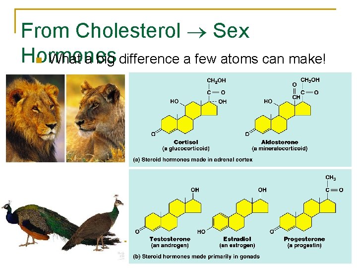 From Cholesterol Sex Hormones n What a big difference a few atoms can make!