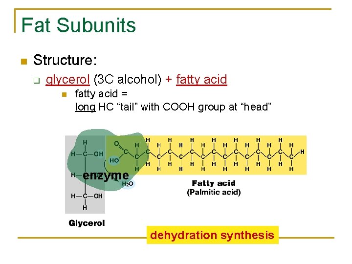 Fat Subunits n Structure: q glycerol (3 C alcohol) + fatty acid n fatty