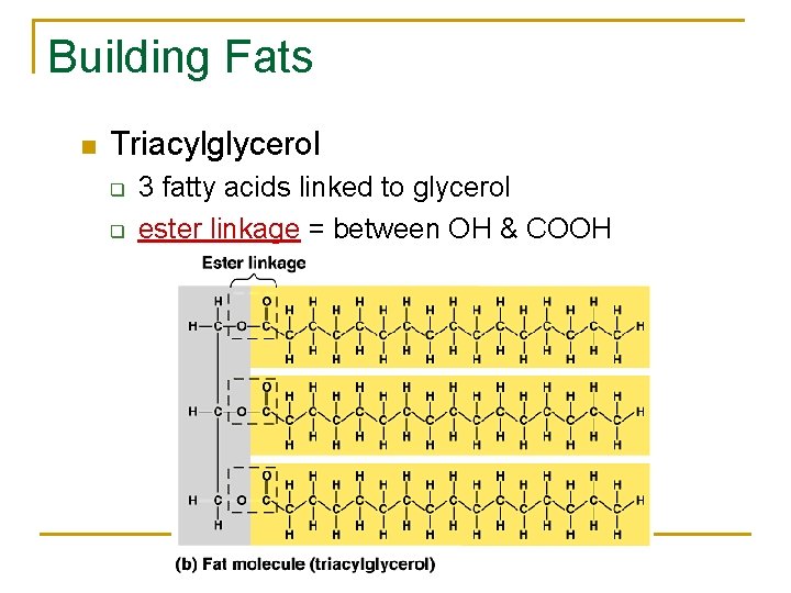 Building Fats n Triacylglycerol q q AP Biology 3 fatty acids linked to glycerol
