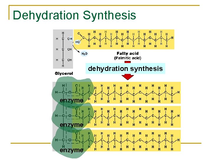 Dehydration Synthesis dehydration synthesis enzyme AP Biology enzyme 