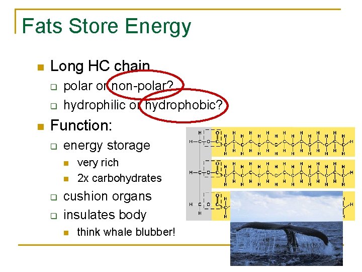 Fats Store Energy n Long HC chain q q n polar or non-polar? hydrophilic